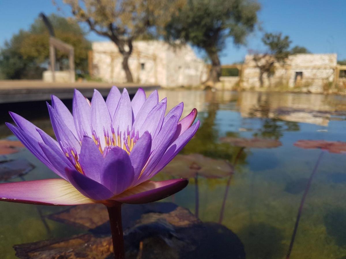Il Fiore Della Vita Trulli Country House 콘베르사노 외부 사진